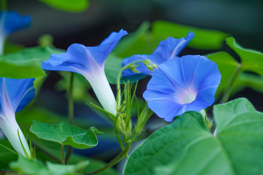 あさがお Images Browse 4 939 Stock Photos Vectors And Video Adobe Stock