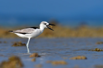 Crab Plover bird