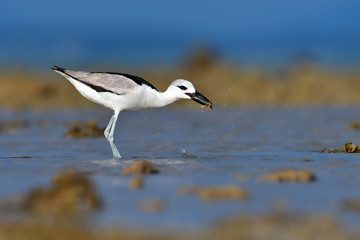 Crab Plover bird