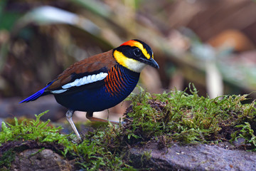 Obraz premium Malayan Banded Pitta Bird