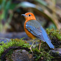 Orange-headed Thrush Bird
