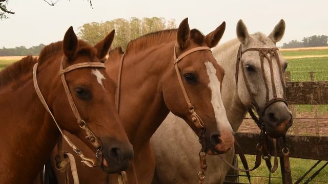 Caballos criollos atados en los corrales, America Latina.
