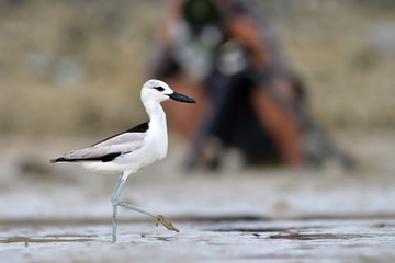 Crab Plover bird