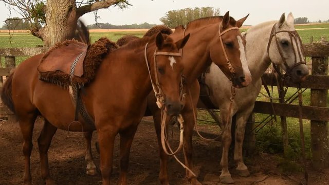 Caballos criollos atados en los corrales, America Latina.
