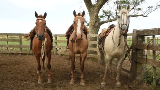 Caballos criollos atados en los corrales, America Latina.
