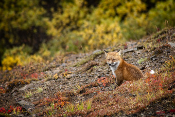 Fox, Denali National Park, Alaska, USA