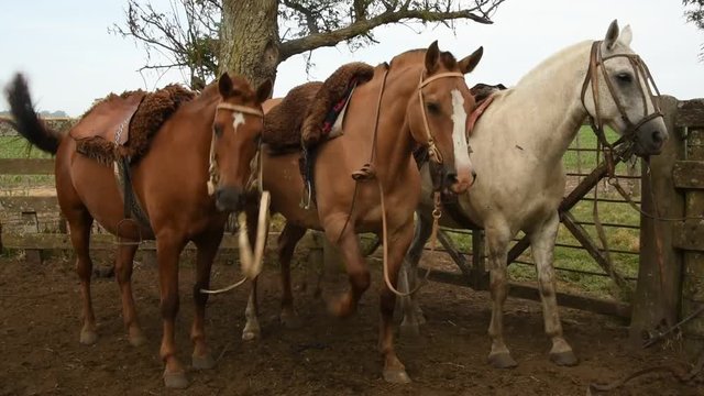 Caballos criollos atados en los corrales, America Latina.
