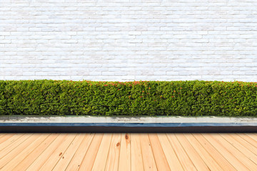 wooden floor and green Bushes fences at White brick wall backgrounds.