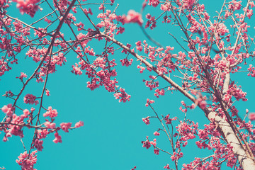 Obraz premium blossom apple trees on background sky