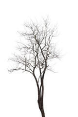 Tree isolated on white background