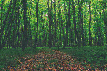 Obraz premium Letni zielony las