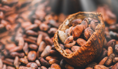 Raw cocoa beans close up