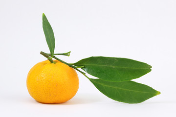 Yellow Tangerine Mandarin Orange