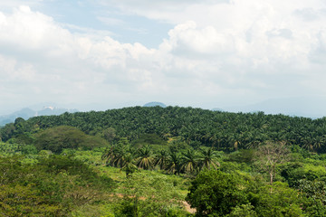 Fototapeta na wymiar Palm oil plantation