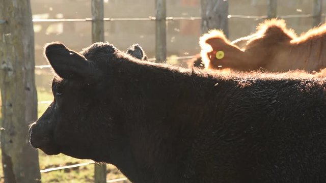 Trabajos con ganado Bovino Angus en Buenos Aires, Argentina pampa humeda