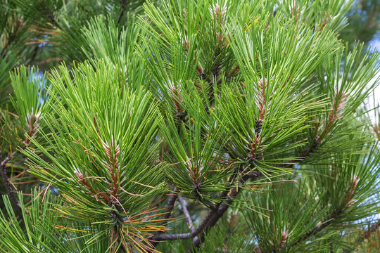 Green branches of pine. Sithonia Peninsula.
