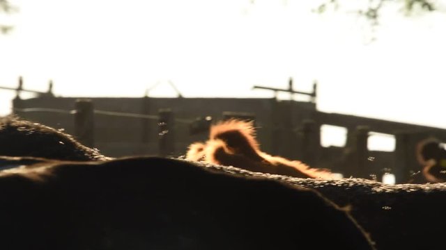 Trabajos con ganado Bovino Angus en Buenos Aires, Argentina pampa humeda