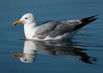 Seagull