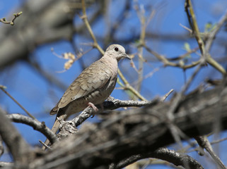 An Inca Dove (Columbina inca) sitting in a tree.  Shot along the Santa Cruz river, just outside Tubac, Arizona..