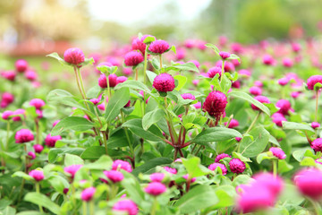 Fototapeta premium beautiful flower for valentine festive,close up many magenta Gomphrena blooming in the garden backyard,Gomphrena globosa Linn is scientific name