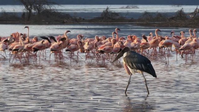 tracking shot of a marabou stork walking among lesser flamingos at lake bogoria in kenya