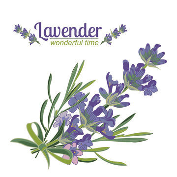 Lavender flower on white background. Colorful vintage vector illustration
