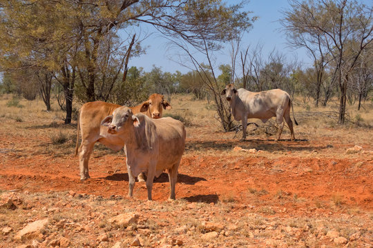 Droughtmaster Cattle In Dry Bush In Outback Northern Territory