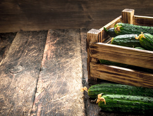 Fresh cucumbers in an old box.