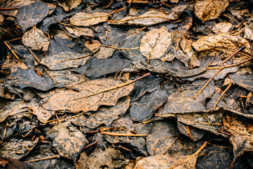 Last year's spring leaves