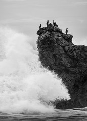 Cormorants sitting on the top of a large rock as the large wave smashes into the rock. The spray surrounds the left side of the rock. It is a black and white and vertical photo.