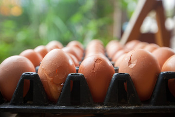 broken eggs in panel eggs.