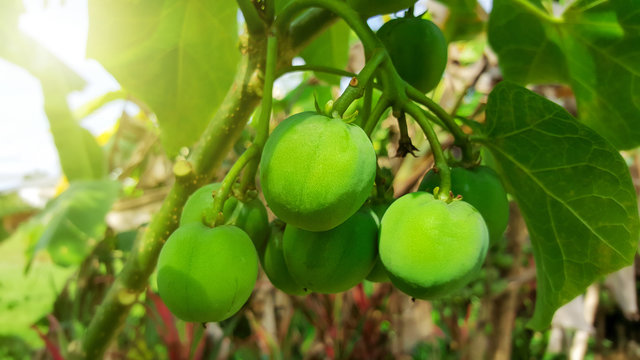 close-up Jatropha curcas on nature background.