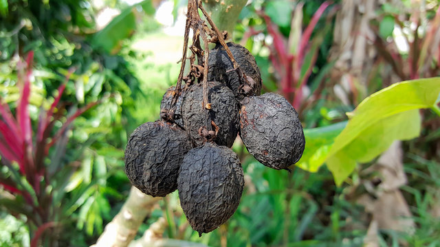 close-up Jatropha curcas on nature background.