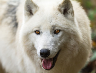 White Wolf - Loup Blanc