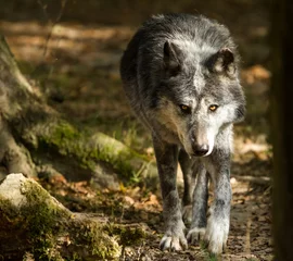 Foto op Aluminium Black Wolf - Loup Noir © AB Photography