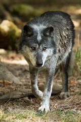 Naklejka na ściany i meble Black Wolf - Loup Noir