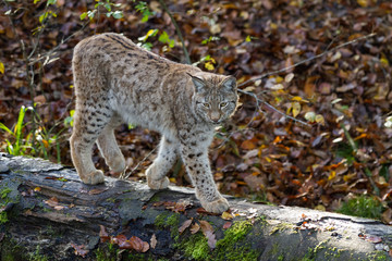 Obraz premium Lynx