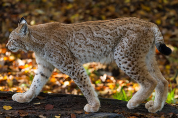 Lynx