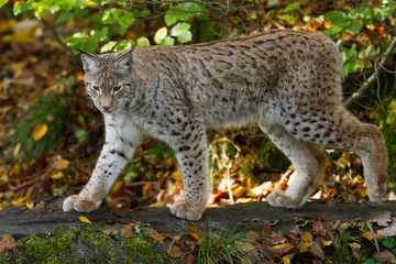 Rolgordijnen Lynx © AB Photography