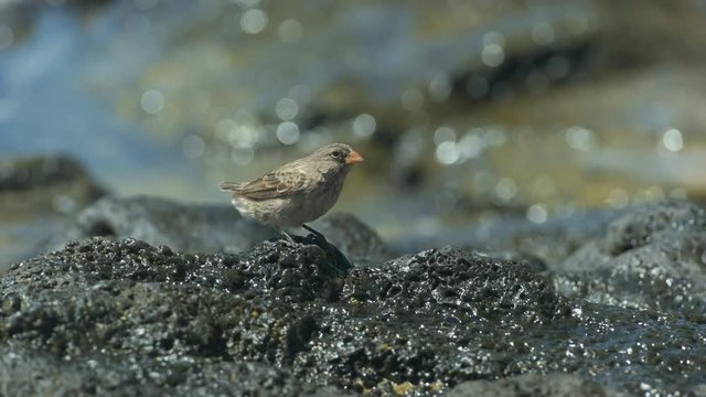 a female  medium ground finch forages for food on isla santa cruz the galalagos islands, ecuador