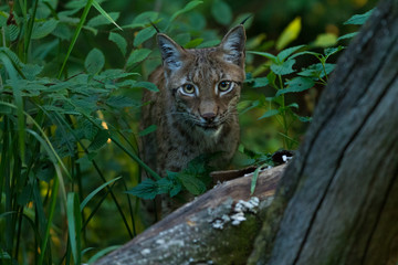 Obraz premium Lynx