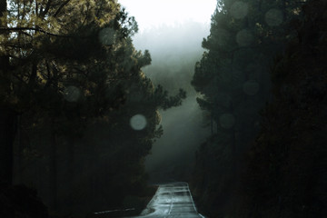 Empty wet road through forest in fog