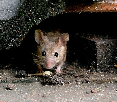 Mouse feeding in urban house garden.