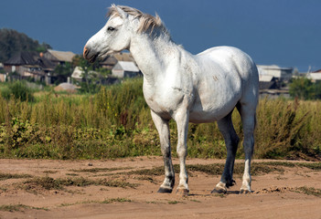 White horse on a free pasture looks afar.