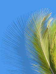 palmes de cocotier avec reflets, fond bleu 