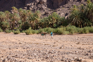 work in a manual labor in Morocco in the country as a farmer
