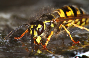 Wasp drinking from fresh water fountain in urban house garden.