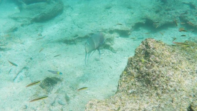 underwater shot of a mexican hogfish at isla bartolome in the galapagos islands, ecuador