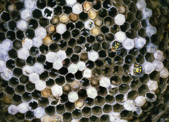 Wasp nest showing eggs,, larvae and adults ready to emerge.