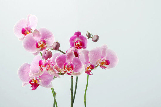 Pink orchids, copy space.